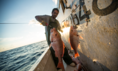 Forget the Guilt—Eating Seafood Can Help Save the Ocean | Opinion