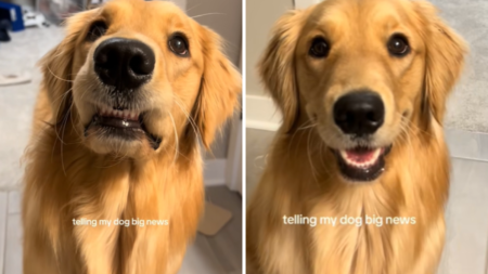 Golden Retriever Can’t Contain Excitement at Reason for Going to Grandma’s