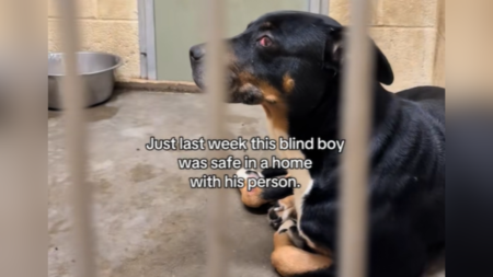 Tears Over Face Of Blind Dog Who Had Home and Family—But Lost Everything