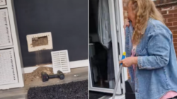 Woman Hears Something ‘Rustling’ in Wall, Not Prepared for What It Is