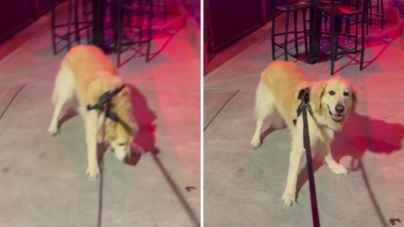 Owner Takes Golden Doodle on Walk—Can’t Cope With His Reaction to Bar With Live Music