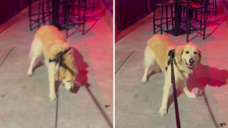 Owner Takes Golden Doodle on Walk—Can’t Cope With His Reaction to Bar With Live Music