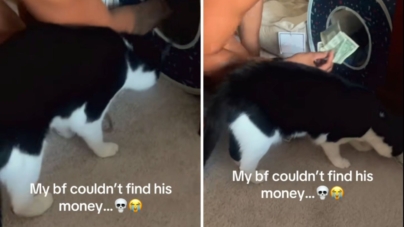 Boyfriend Stumped When Cash Keeps Vanishing—Then Couple Sees What Cat Does