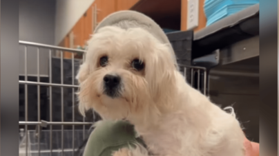 Dog Dumped at Shelter After She Became Paralyzed—Then Someone Took a Chance %%page%% %%sep%% %%sitename%% Dog dumped at shelter after she became paralyzed—then someone took a chance