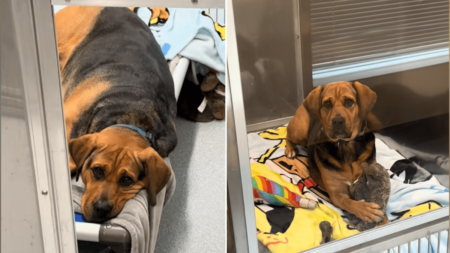 Tears As Dog in Shelter 1,000 Days Still ‘Patiently Waiting’ for a Family