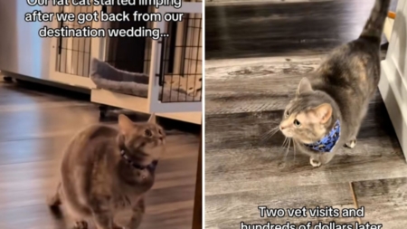 Newlyweds return from their wedding to limping cat—shock over what vet says