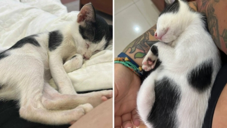 Stray Cat Found by Dumpster in Vietnam—Then Tourist Decides To Save Him
