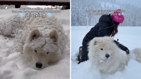 Samoyed Once Loved the Snow—Now He Shakes, the Reason Is ‘Saddest Thing’