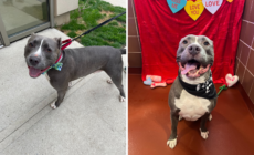 Pit Bull Mix Returned To Shelter Over and Over Again ‘Hasn’t Given Up Hope’