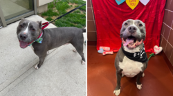 Pit Bull Mix Returned To Shelter Over and Over Again ‘Hasn’t Given Up Hope’