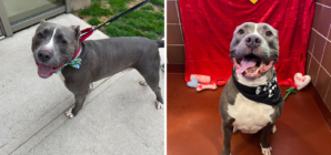 Pit Bull Mix Returned To Shelter Over and Over Again ‘Hasn’t Given Up Hope’