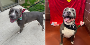 Pit Bull Mix Returned To Shelter Over and Over Again ‘Hasn’t Given Up Hope’