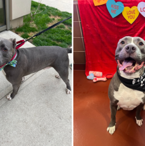 Pit Bull Mix Returned To Shelter Over and Over Again ‘Hasn’t Given Up Hope’
