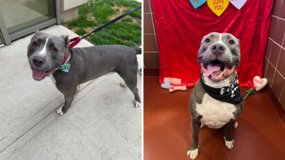 Pit Bull Mix Returned To Shelter Over and Over Again ‘Hasn’t Given Up Hope’