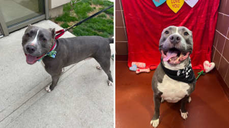 Pit Bull Mix Returned To Shelter Over and Over Again ‘Hasn’t Given Up Hope’