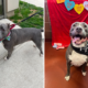 Pit Bull Mix Returned To Shelter Over and Over Again ‘Hasn’t Given Up Hope’