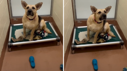 Face of Shelter Dog Patiently Waiting for Home for 303 Days: ‘Save Her’