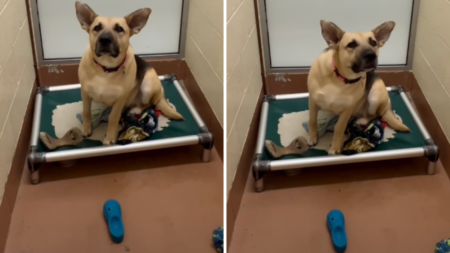 Face of Shelter Dog Patiently Waiting for Home for 303 Days: ‘Save Her’