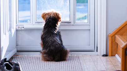 Dog-Sitter Hired To ‘Check In’ During Owner’s Trip—Disturbing Truth Emerges