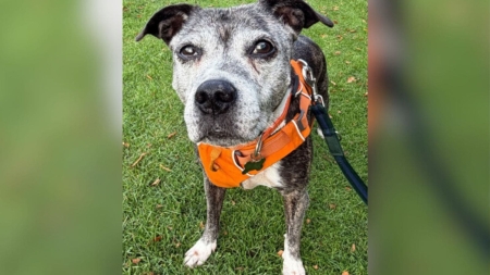 Face of 15-Year-Old Dog With ‘No Idea’ Why She’s in Shelter Breaks Hearts