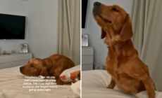 Shelter Dog Never Knew a Bed—His Night Routine After Adoption Melts Hearts