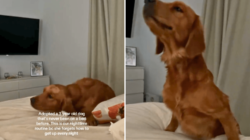 Shelter Dog Never Knew a Bed—His Night Routine After Adoption Melts Hearts
