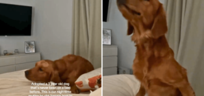Shelter Dog Never Knew a Bed—His Night Routine After Adoption Melts Hearts
