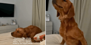 Shelter Dog Never Knew a Bed—His Night Routine After Adoption Melts Hearts