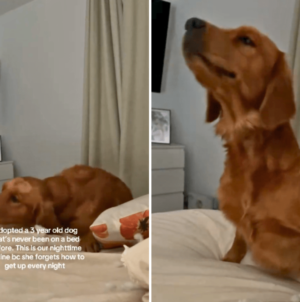 Shelter Dog Never Knew a Bed—His Night Routine After Adoption Melts Hearts