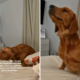 Shelter Dog Never Knew a Bed—His Night Routine After Adoption Melts Hearts