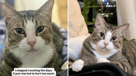 Tears As Cat ‘Stopped Counting the Days’ After He’s Adopted, Then Returned