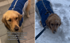 Hearts Melt at Golden Retriever’s Reaction to First Snowfall of the Season