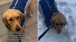 Hearts Melt at Golden Retriever’s Reaction to First Snowfall of the Season