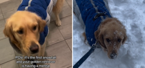 Hearts Melt at Golden Retriever’s Reaction to First Snowfall of the Season