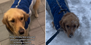 Hearts Melt at Golden Retriever’s Reaction to First Snowfall of the Season