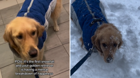 Hearts Melt at Golden Retriever’s Reaction to First Snowfall of the Season
