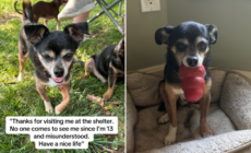 Rescue Chihuahua Has ‘Severe’ Anger Issues in Shelter, Then It All Changes