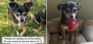 Rescue Chihuahua Has ‘Severe’ Anger Issues in Shelter, Then It All Changes