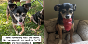 Rescue Chihuahua Has ‘Severe’ Anger Issues in Shelter, Then It All Changes