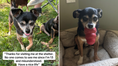 Rescue Chihuahua Has ‘Severe’ Anger Issues in Shelter, Then It All Changes