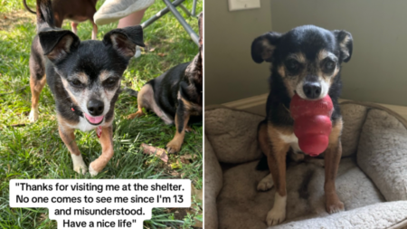 Rescue Chihuahua Has ‘Severe’ Anger Issues in Shelter, Then It All Changes