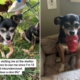 Rescue Chihuahua Has ‘Severe’ Anger Issues in Shelter, Then It All Changes