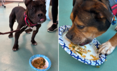 Shelter Dogs Receive Special Thanksgiving Gift, Their Response Is Adorable