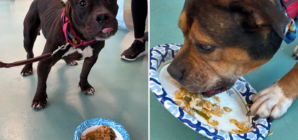 Shelter Dogs Receive Special Thanksgiving Gift, Their Response Is Adorable