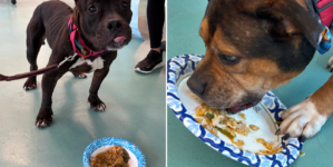 Shelter Dogs Receive Special Thanksgiving Gift, Their Response Is Adorable