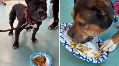 Shelter Dogs Receive Special Thanksgiving Gift, Their Response Is Adorable