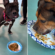 Shelter Dogs Receive Special Thanksgiving Gift, Their Response Is Adorable
