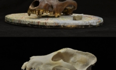 What We Thought About Dog Evolution May Be Wrong, Scientists Say