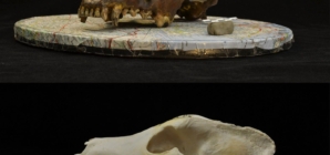 What We Thought About Dog Evolution May Be Wrong, Scientists Say 