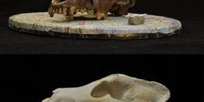 What We Thought About Dog Evolution May Be Wrong, Scientists Say 